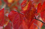 Cercis canadensis Forest Pansy - Autumn foliage